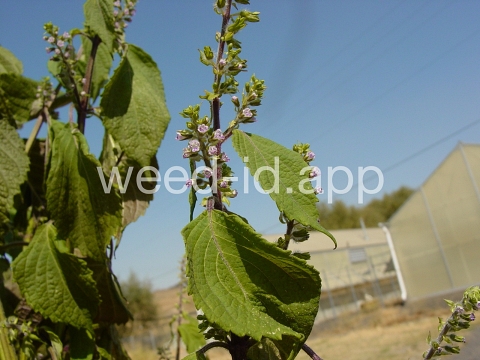 mint, perilla